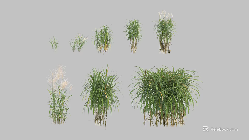 Various Grass Plants in Different Heights and Clumping Forms 3D Rendering Collection 3d model