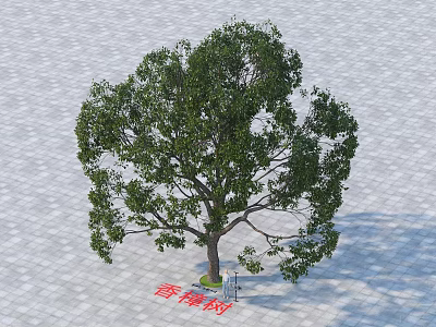 Lush Camphor Tree With Dense Green Foliage And Strong Trunk On Paved Ground 3d model