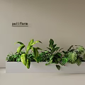 Modern Indoor Landscape With White Planter Box And Various Green Leafy Plants