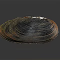 Mussel Shell With Brown Black Orange Stripes And White Spots On Dark Background
