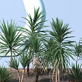 Group of Tropical Trees with Long Green Leaves Against Blue Sky and Brick Wall