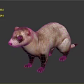 Brown and White Ferret Standing with Black Eyes and Paws on Dark Background