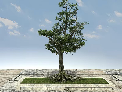 Arbor Tree With Exposed Roots Green Leaves On Square Stone Platform Blue Sky White Clouds 3d model