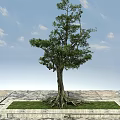 Arbor Tree With Exposed Roots Green Leaves On Square Stone Platform Blue Sky White Clouds