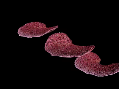 Red Textured Aquatic Animals With Soft Body Structures On Black Background 3d model