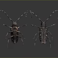 Flying Beetles With Long Antennae And Spotted Dark Bodies On Gray Background