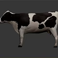 Black and white spotted cow standing on gray background with reflection 3d model