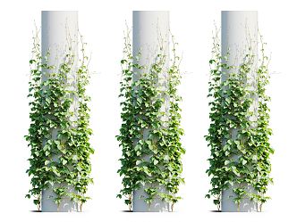 Modern Vine Plant 3d model