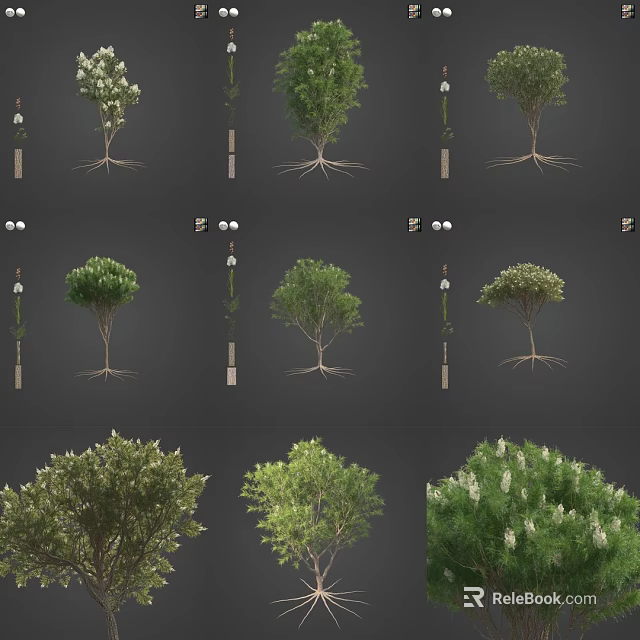 Various Arbor Varieties With Diverse Foliage Shapes And Exposed Root Structures 3d model