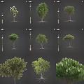 Various Arbor Varieties With Diverse Foliage Shapes And Exposed Root Structures 3d model