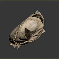 Realistic Anatomical Heart Organ Model With Hair Like Vessels And Textured Surface