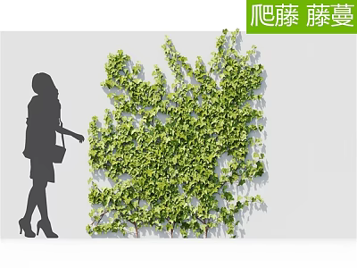 Lush Green Climbing Vines Growing on Wall with Woman Silhouette and Foliage 3d model