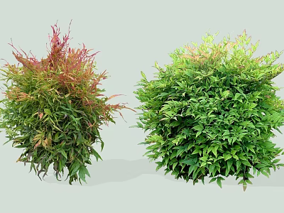 Vibrant Garden Shrubs With Red Green Foliage And Round Shape Design 3d model