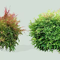 Vibrant Garden Shrubs With Red Green Foliage And Round Shape Design