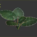 Tropical Plant With Large Green Leaves And Yellow Edges On Dark Background