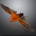 Detailed Red Insect With Orange And Dark Colored Wings On Dark Background