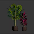 Various Indoor Plants With Green Red Leaves In Brown Pots On Dark Background