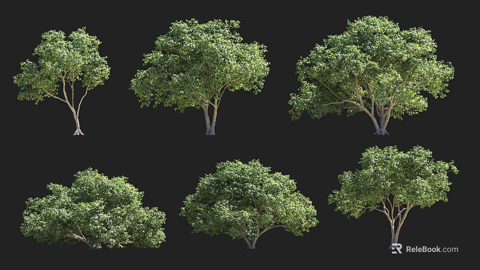 Six Arbor Trees with Different Forms Lush Foliage and Varied Crown Shapes 3d model 
