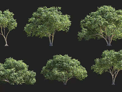 Six Arbor Trees with Different Forms Lush Foliage and Varied Crown Shapes 3d model