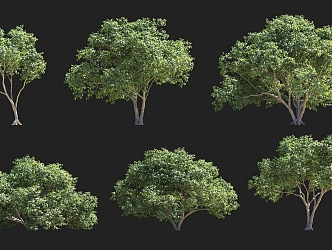 Garden Shrubs Tree Wings Apple Mallow Sycamore Landscape Tree Pond Scopes Clusterous Solitary Tree Planting 3d model