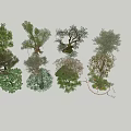 Various Arbor Trees With Diverse Foliage Shapes and Natural Trunk Structures 3d model