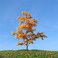 Tall Tree With Yellow Leaves Growing In Green Grass Under Blue Sky