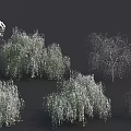Snow Covered Trees In Winter With Different Shapes And Natural Growth Forms