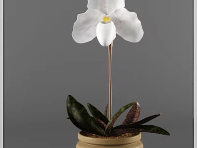 White Orchid Bonsai Potted Plant With Dark Green Leaves And Brown Pot 3d model