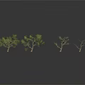Various Trees In Different Growth States With Green Foliage And Bare Branches Scene