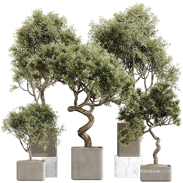 Olive Bonsai Trees With Twisted Trunks And Lush Green Foliage In Decorative Planters 3d model 