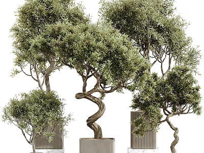 Olive Bonsai Trees With Twisted Trunks And Lush Green Foliage In Decorative Planters 3d model