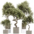 Olive Bonsai Trees With Twisted Trunks And Lush Green Foliage In Decorative Planters
