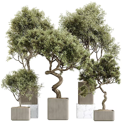 Olive Bonsai Trees With Twisted Trunks And Lush Green Foliage In Decorative Planters 3d model