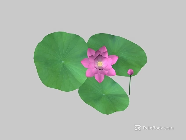 Beautiful Pink Lotus Flower With Green Leaves And Bud On Gray Background 3d model 