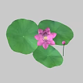 Beautiful Pink Lotus Flower With Green Leaves And Bud On Gray Background