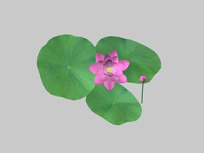 Beautiful Pink Lotus Flower With Green Leaves And Bud On Gray Background 3d model