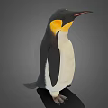 King Penguin With Black And White Feathers And Yellow Neck Standing On Gray Background