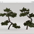 New Chinese Pine Tree Pine Tree Welcome Pine 3d model