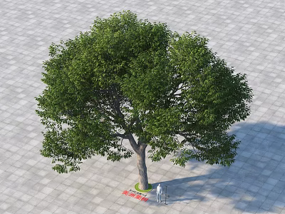 Lush Green Tree with Dense Foliage and Thick Trunk on Paved Ground Near Standing Person 3d model
