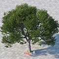 Lush Green Tree with Dense Foliage and Thick Trunk on Paved Ground Near Standing Person