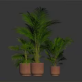 Green Palm Plants In Terracotta Pots On Dark Indoor Background