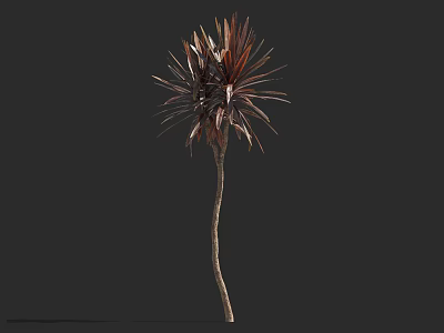 Tall Ornamental Tree With Brown Red Foliage On Dark Isolated Background 3d model