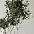 Bonsai Potted Plants With Fan Palm And Shrub In Square Gray Planters Modern White Room