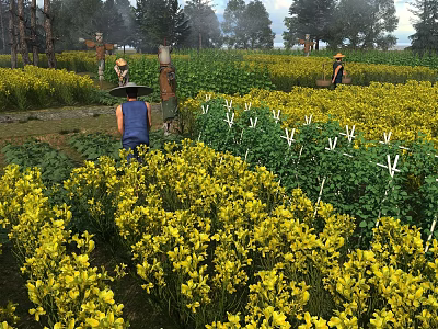 Scenic View of Yellow Flower Field with People Working and Green Trees 3d model