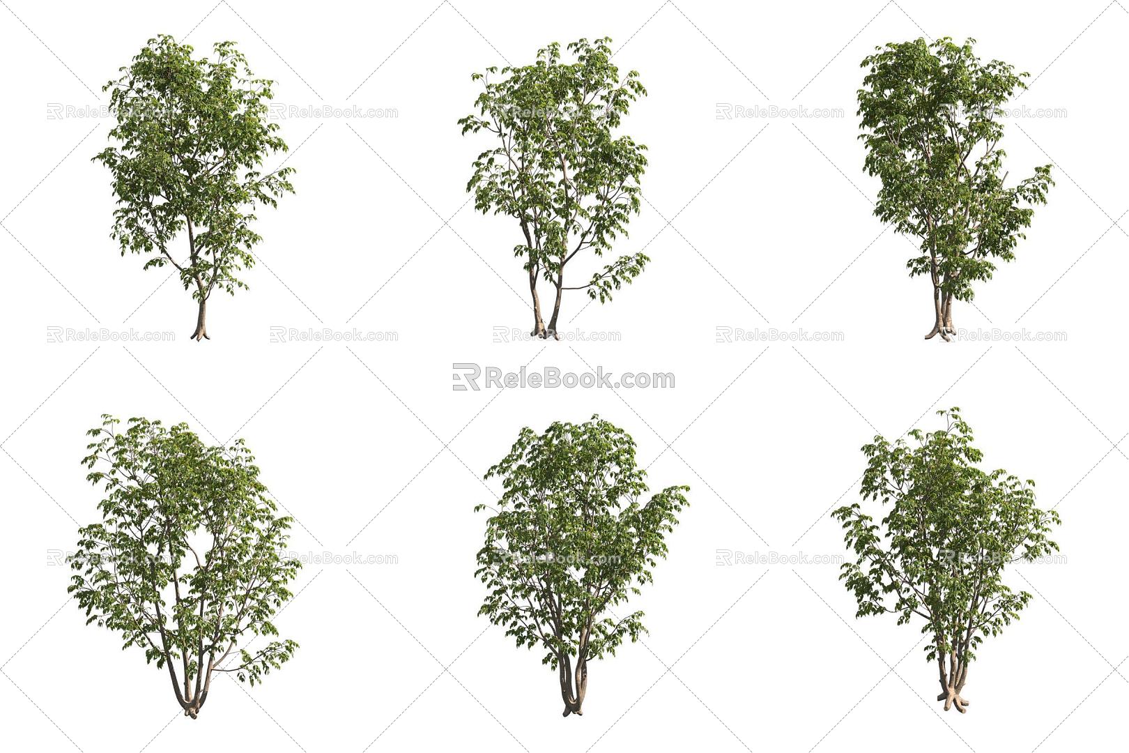 American Ash Tree 3d model