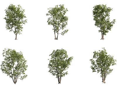 American Ash Tree 3d model