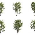 American Ash Tree 3d model