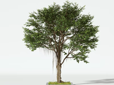 Lush Green Arbor With Aerial Roots Thick Trunk And Grass Patch Isolated 3d model