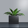 Potted Bonsai Plant with Square Dark Blue Pot and Green Wide Leaves