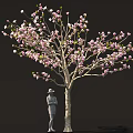 Beautiful Tree With Pink Blossoms And Person Wearing Hat Standing Below